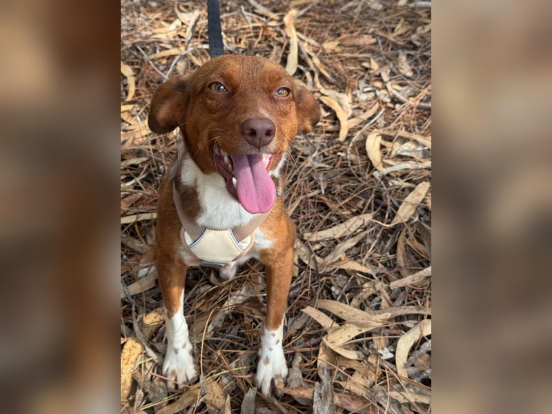 TOFFEE sucht seine Herzensmenschen