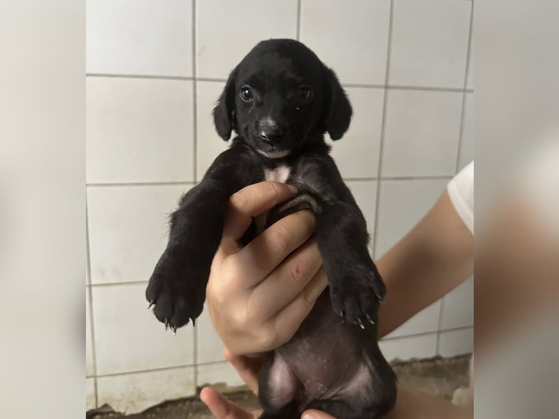 Welpenmädel ALCA sucht ihr Traumkörbchen