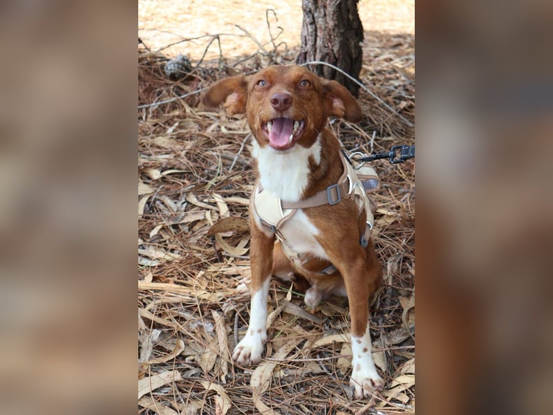 TOFFEE sucht seine Herzensmenschen