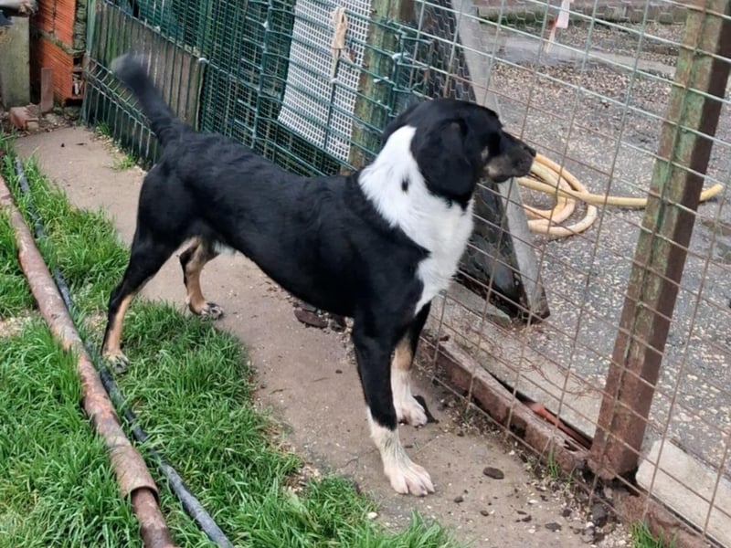 CLYDE – großer Babyblick sucht aktive Familie