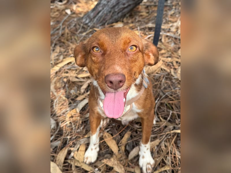 TOFFEE sucht seine Herzensmenschen