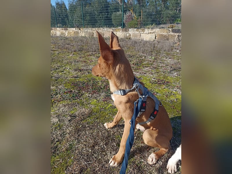 LUKA sucht sein Traumkörbchen