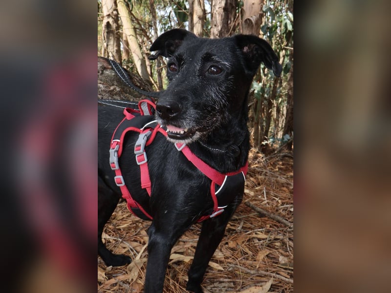 COOKIE wünscht sich ein liebevolles Daheim