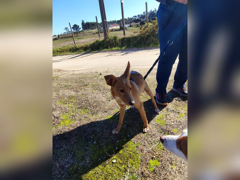 LUKA sucht sein Traumkörbchen