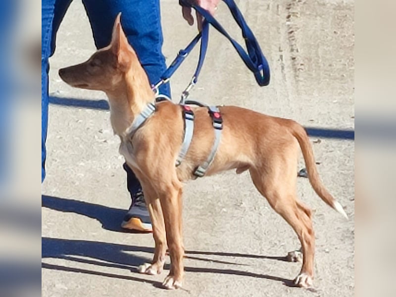 LUKA sucht sein Traumkörbchen