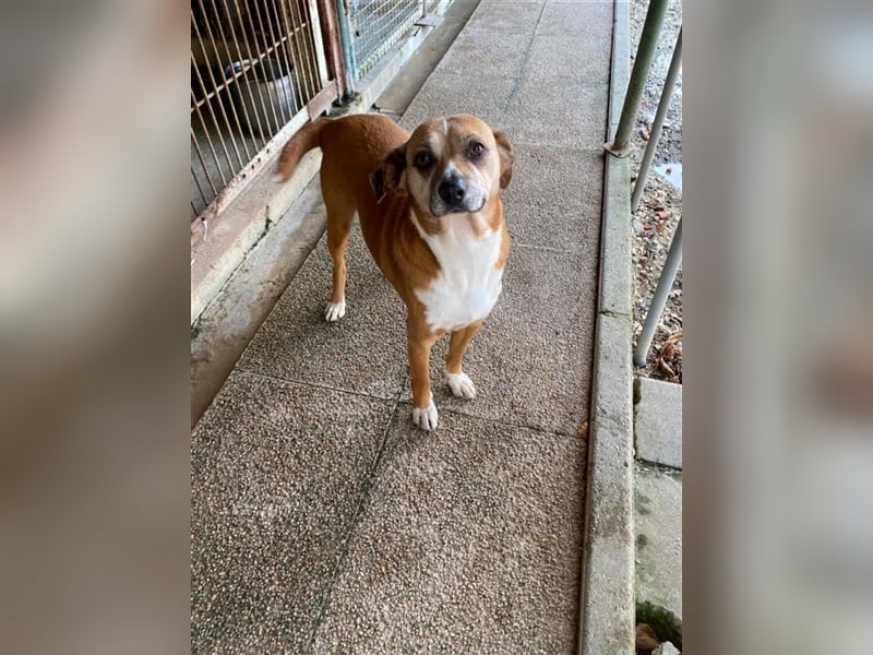 NILO sucht gemütliches Körbchen