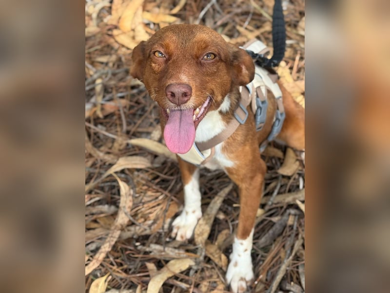 TOFFEE sucht seine Herzensmenschen