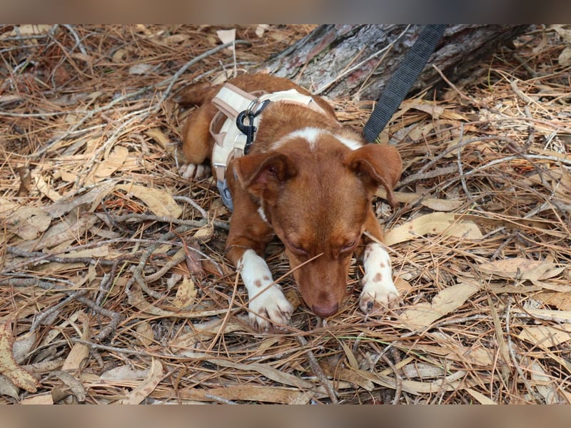 TOFFEE sucht seine Herzensmenschen