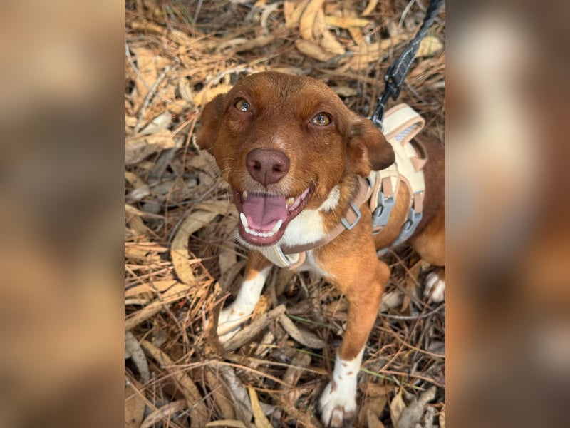 TOFFEE sucht seine Herzensmenschen