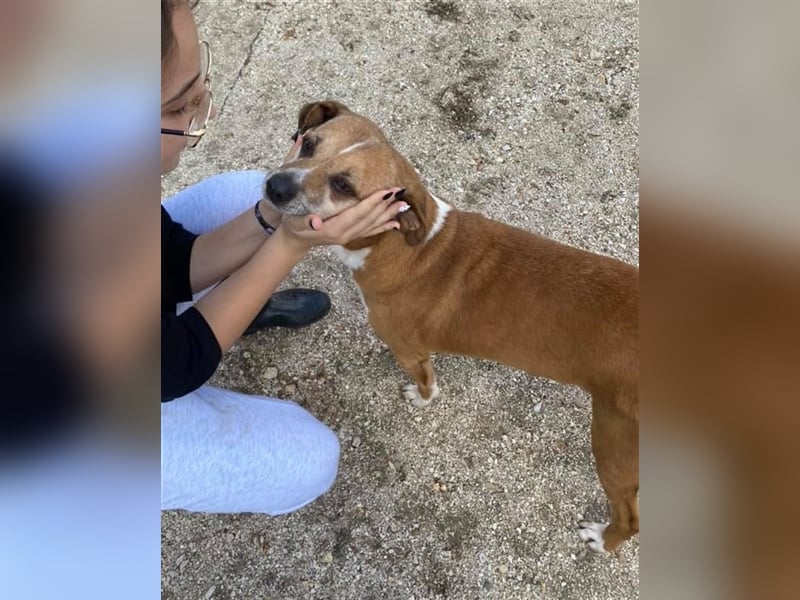 NILO sucht gemütliches Körbchen