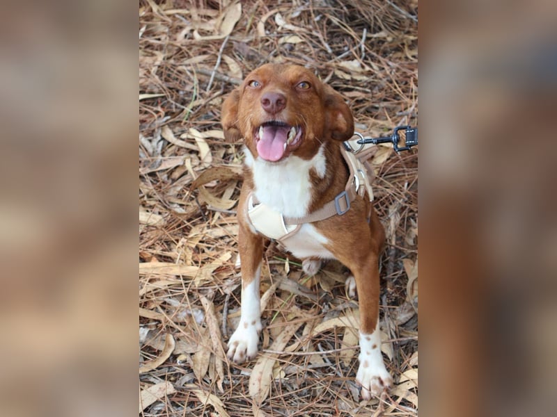 TOFFEE sucht seine Herzensmenschen