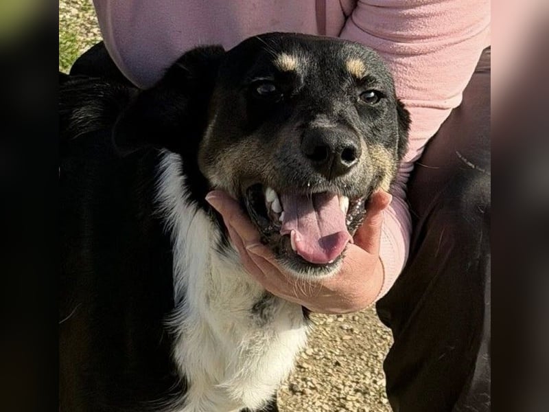 CLYDE – großer Babyblick sucht aktive Familie