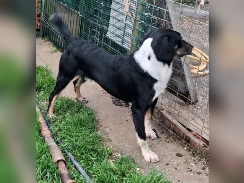 CLYDE – großer Babyblick sucht aktive Familie