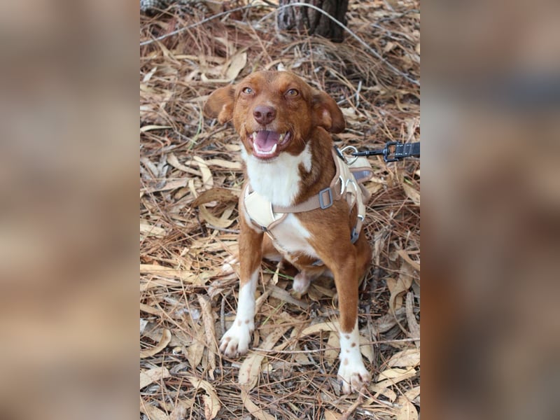 TOFFEE sucht seine Herzensmenschen