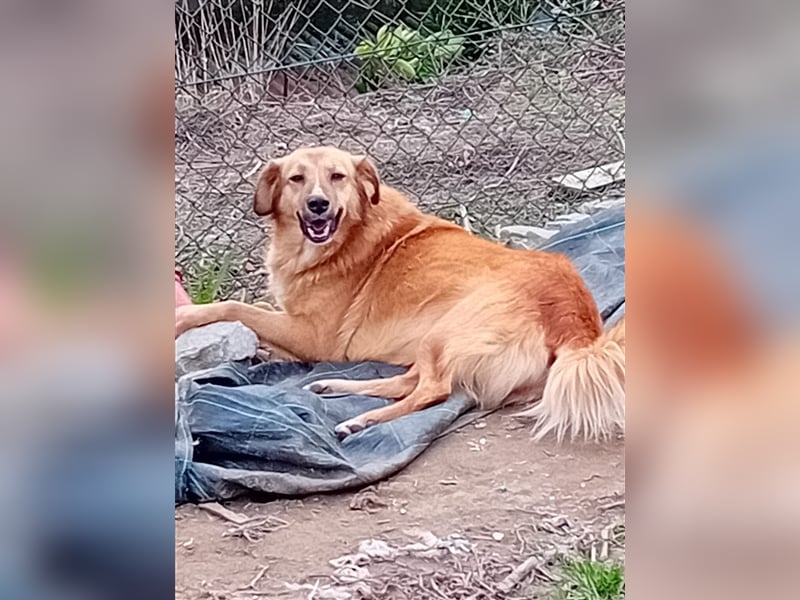 NIKITA sucht ihr Glückskörbchen