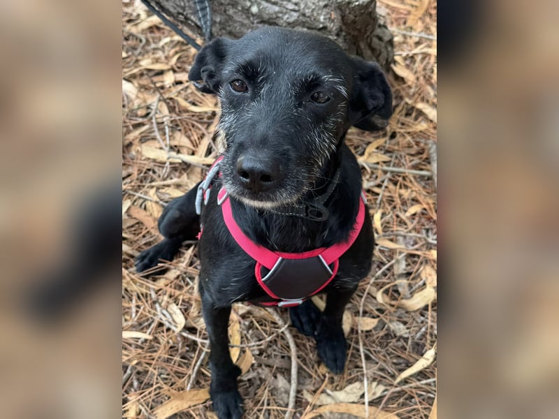 COOKIE wünscht sich ein liebevolles Daheim