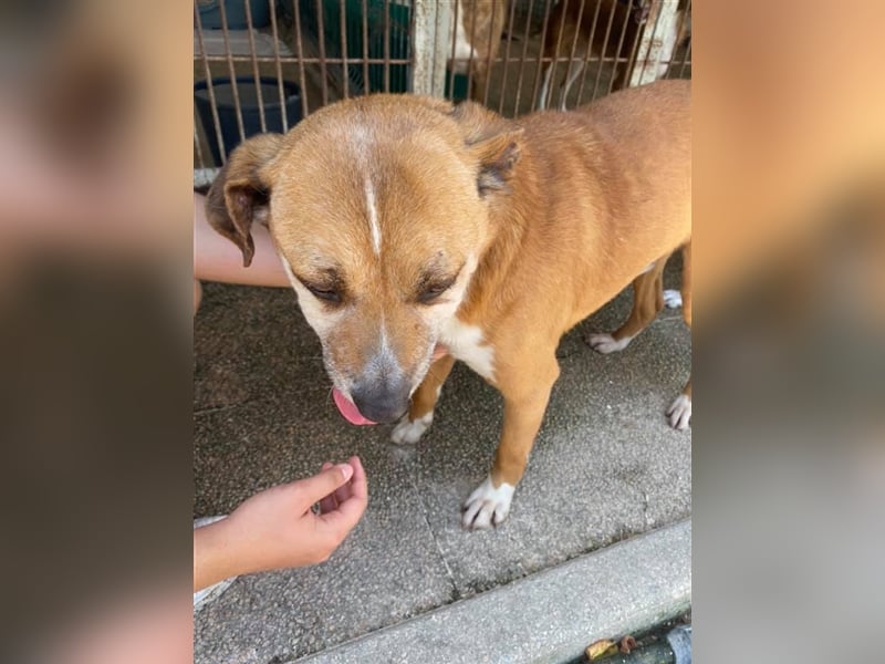 NILO sucht gemütliches Körbchen