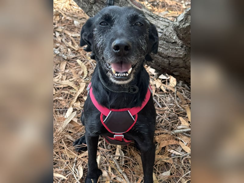 COOKIE wünscht sich ein liebevolles Daheim