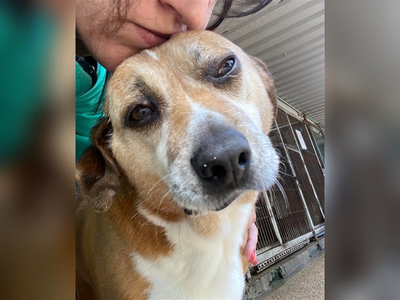 NILO sucht gemütliches Körbchen