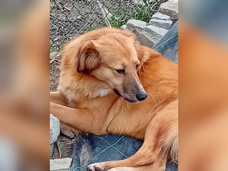 NIKITA sucht ihr Glückskörbchen