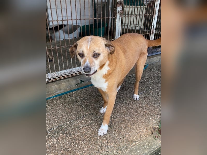 NILO sucht gemütliches Körbchen