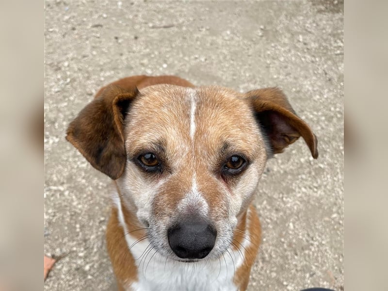 NILO sucht gemütliches Körbchen