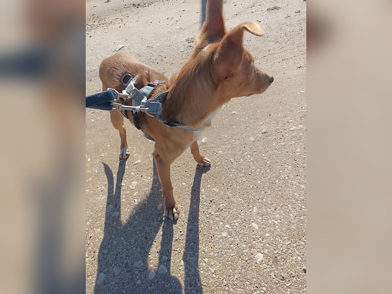 LUKA sucht sein Traumkörbchen