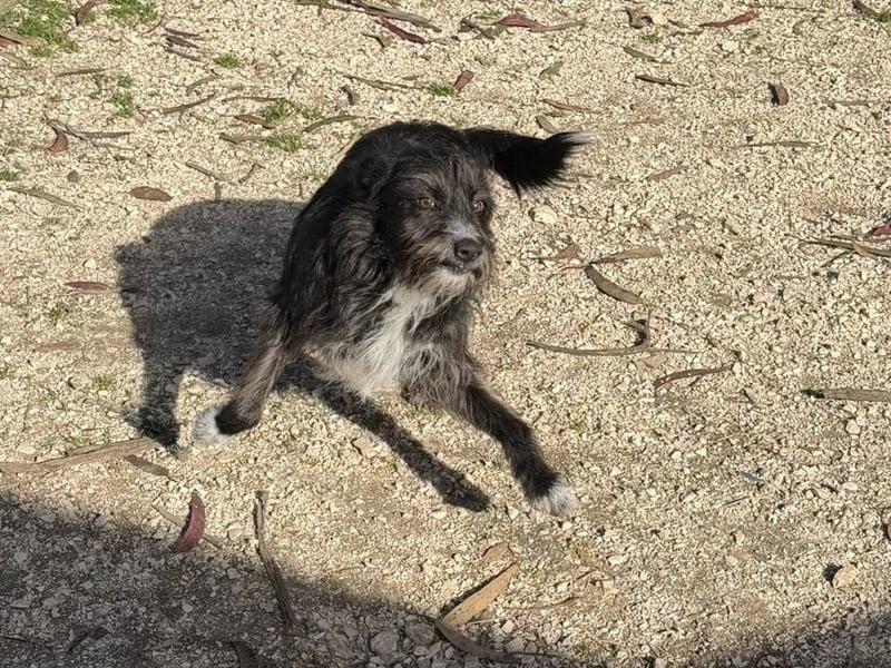 PIMENTA sucht das Glück