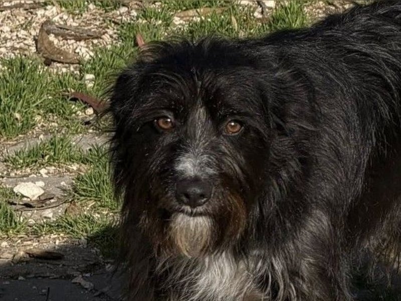 PIMENTA sucht das Glück