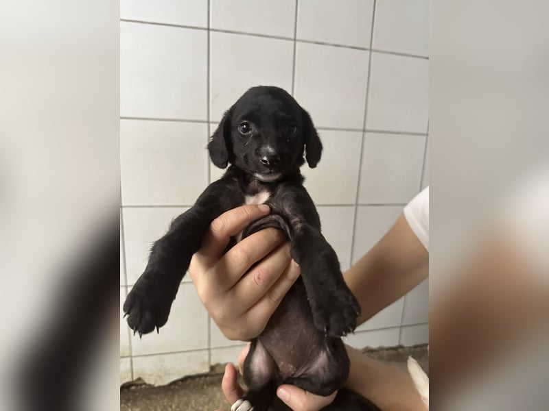 Welpenmädel ALCA sucht ihr Traumkörbchen