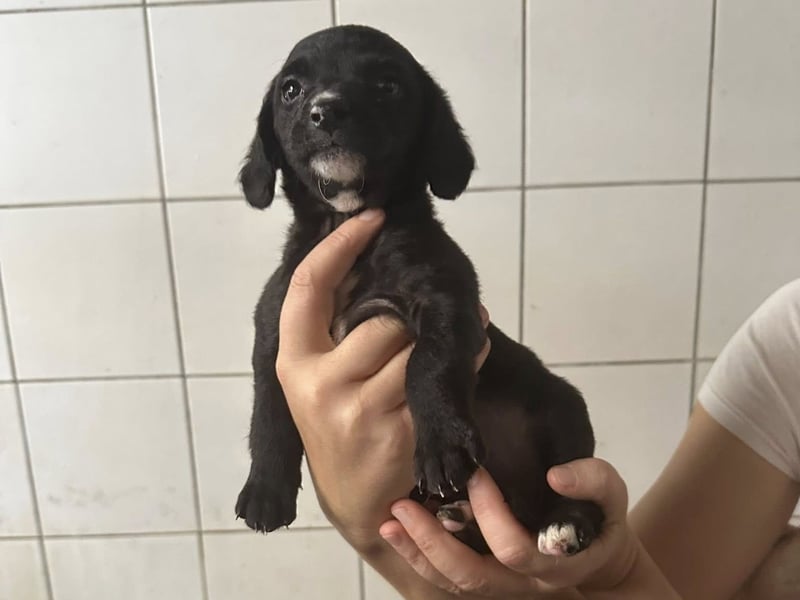 Welpenmädel ALCA sucht ihr Traumkörbchen