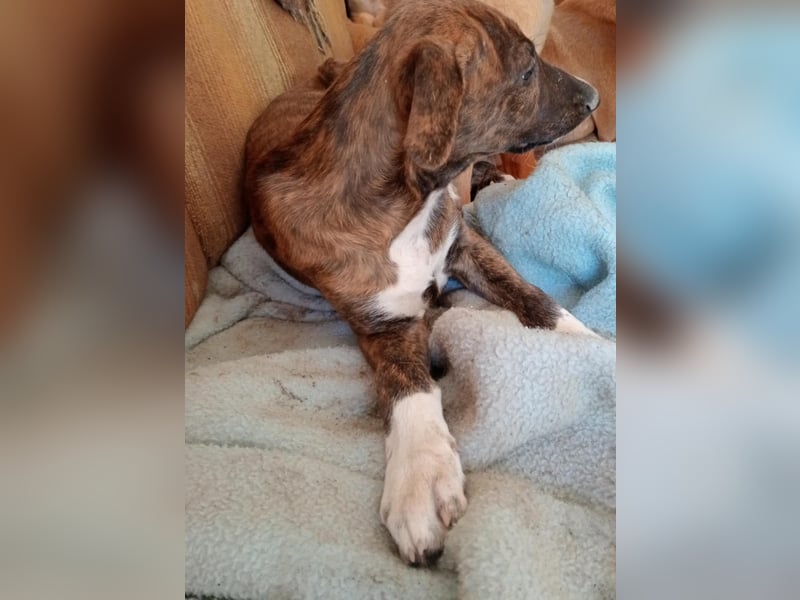 KIKA wünscht sich ein eigenes Zuhause