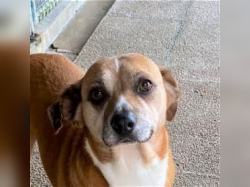 NILO sucht gemütliches Körbchen