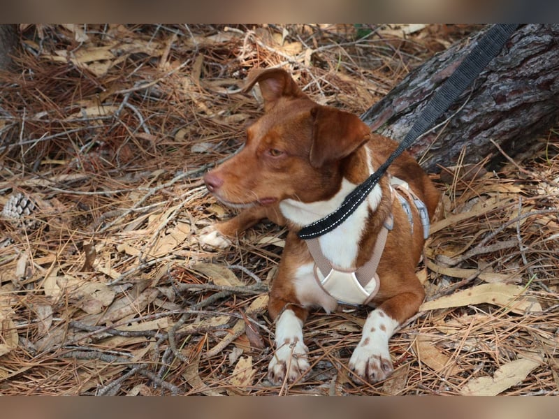 TOFFEE sucht seine Herzensmenschen