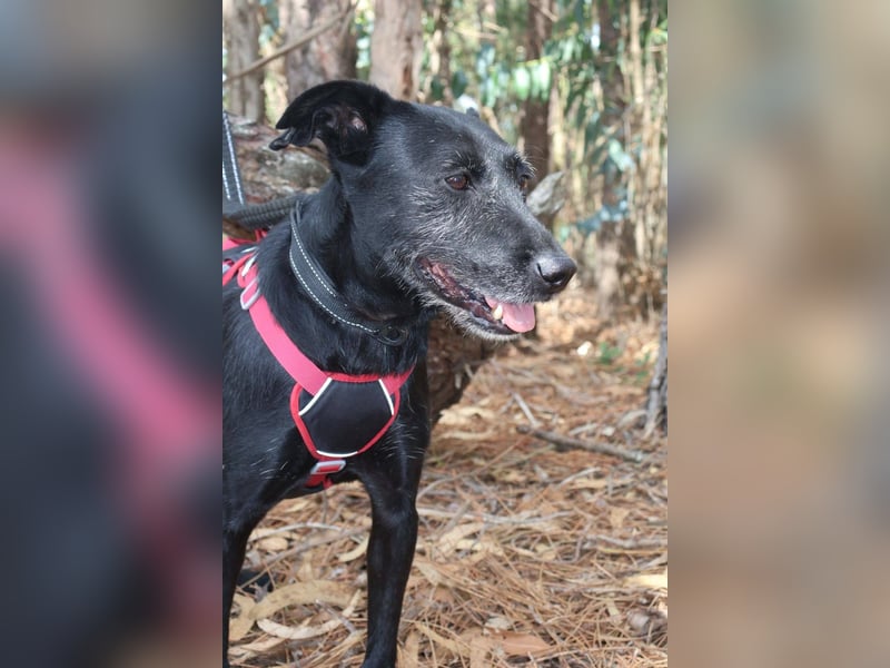 COOKIE wünscht sich ein liebevolles Daheim