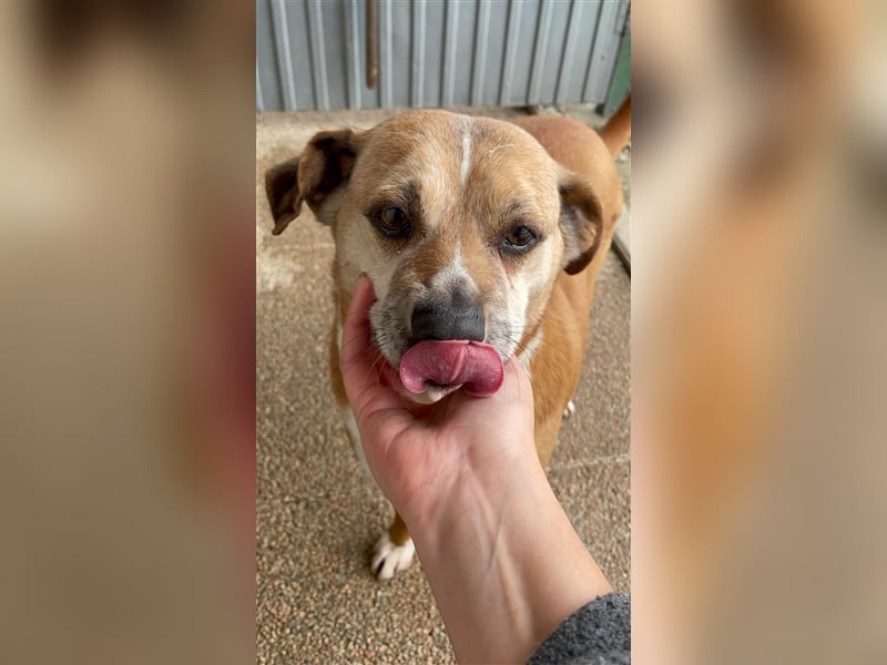 NILO sucht gemütliches Körbchen