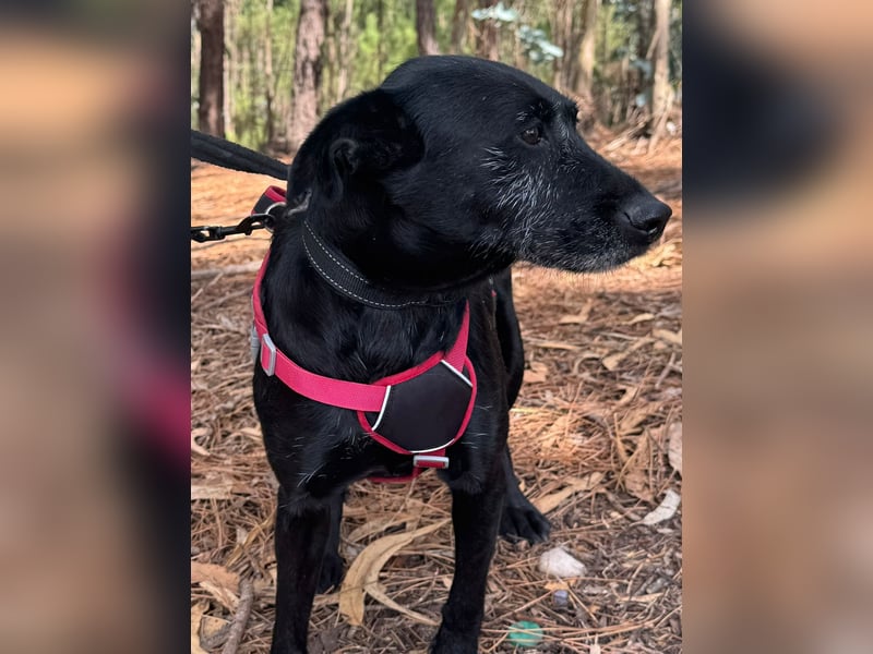 COOKIE wünscht sich ein liebevolles Daheim