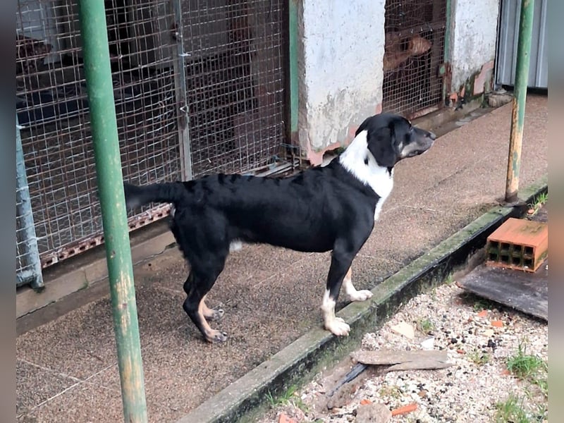 CLYDE – großer Babyblick sucht aktive Familie