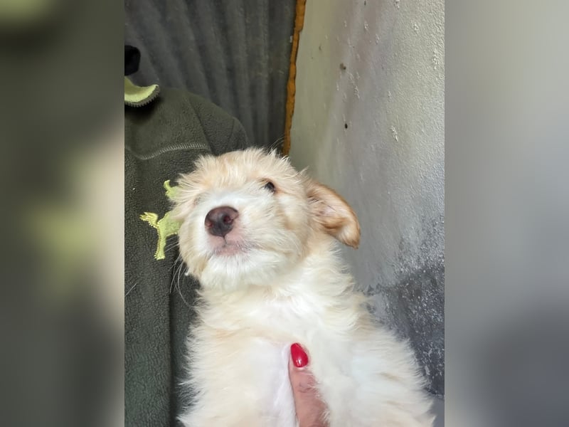 KALLE sucht sein Traumkörbchen