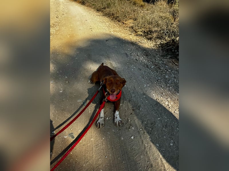 TOFFEE sucht seine Herzensmenschen