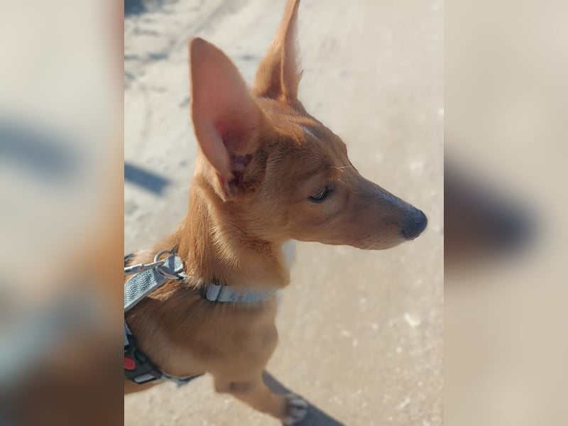 LUKA sucht sein Traumkörbchen