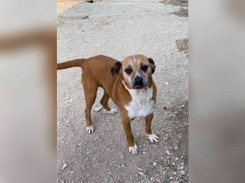 NILO sucht gemütliches Körbchen