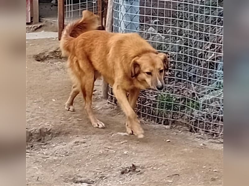 NIKITA sucht ihr Glückskörbchen