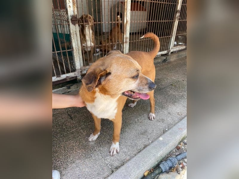 NILO sucht gemütliches Körbchen