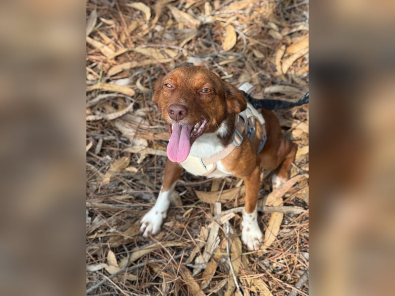 TOFFEE sucht seine Herzensmenschen