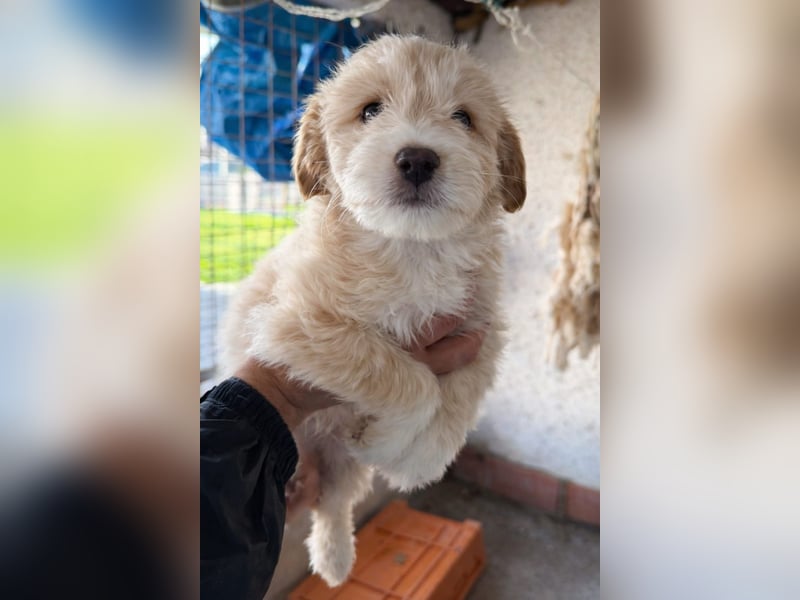 KALLE sucht sein Traumkörbchen