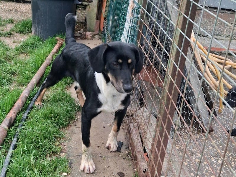 CLYDE – großer Babyblick sucht aktive Familie