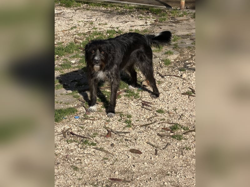 PIMENTA sucht das Glück