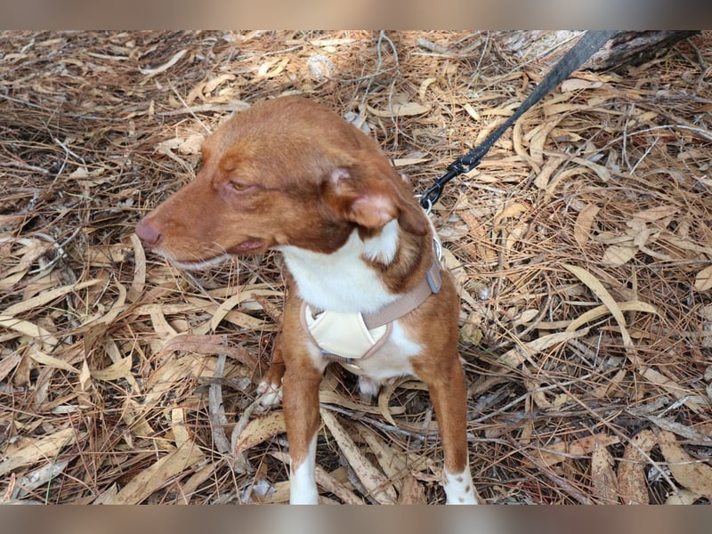 TOFFEE sucht seine Herzensmenschen