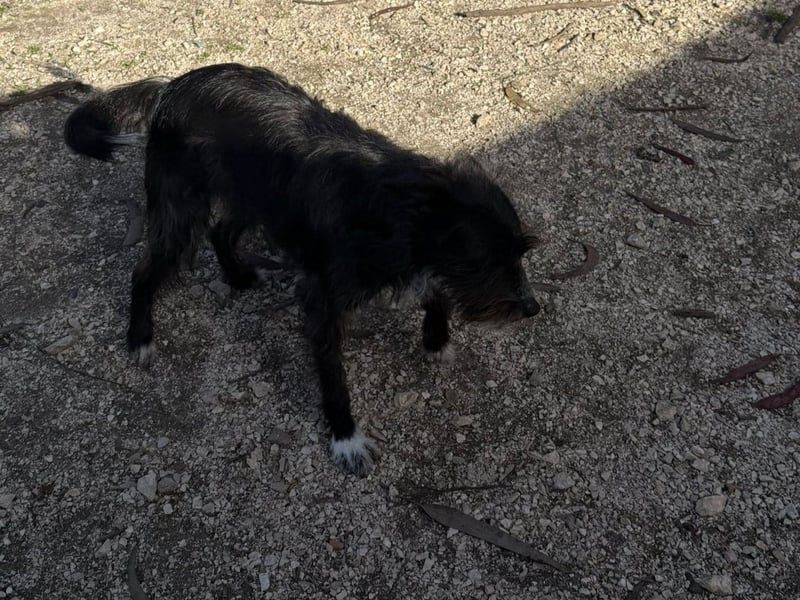 PIMENTA sucht das Glück